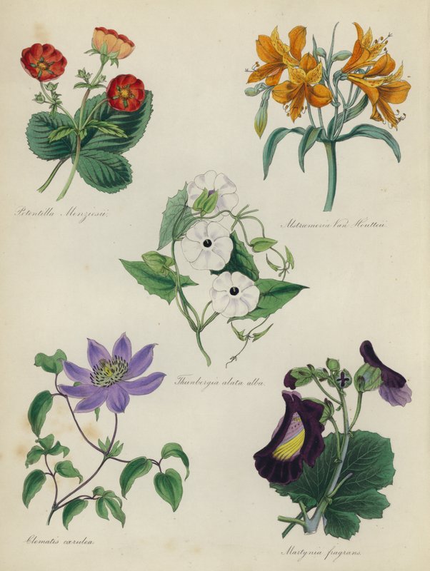 Angol virágoskert: Potentilla Menziesii, Alstraemeria Van Houtteii, Thunbergia alata alba, Clematis caerulea, Martynia fragrans alkotó: English School
