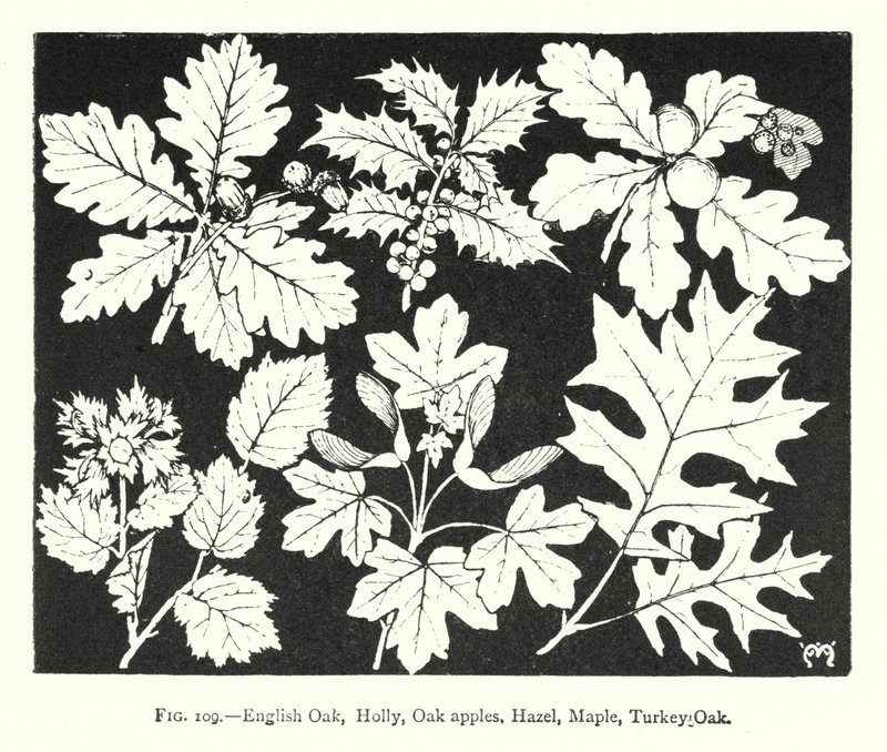 Angol tölgy, magyal, tölgy alma, mogyoró, juhar, pulykatölgy (metszet) alkotó: English School
