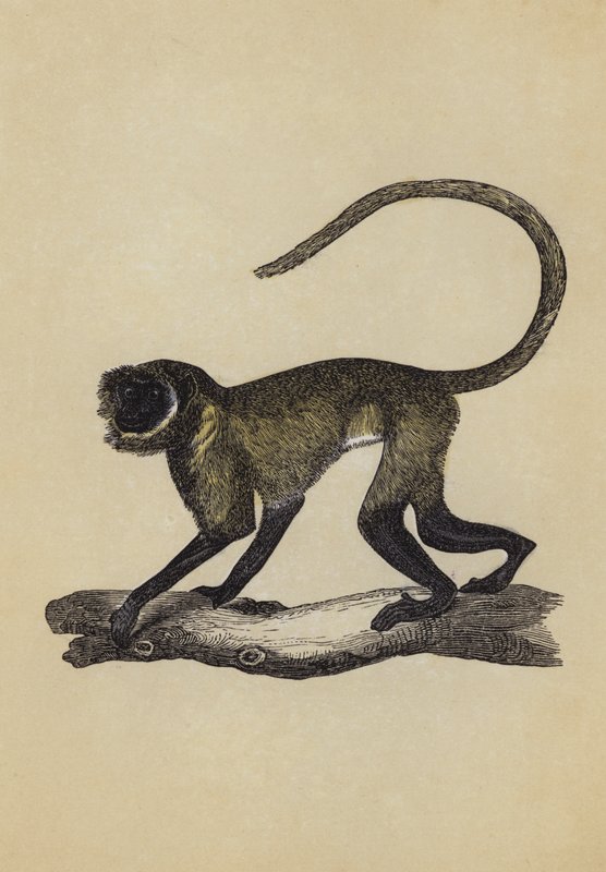 Entellus Monkey (színes litográfia) alkotó: English School