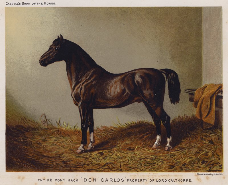Teljes Pony Hack "Don Carlos", Lord Calthorpe tulajdona (színes litó) alkotó: English School
