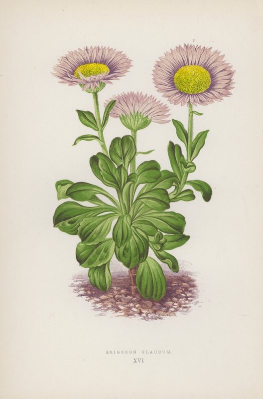 Erigeron Glaucum (színes litográfia) alkotó: English School