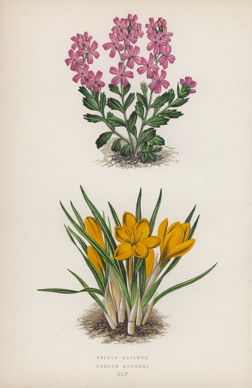 Erinus alpinus; Crocus Aucheri (színes litográfia) alkotó: English School