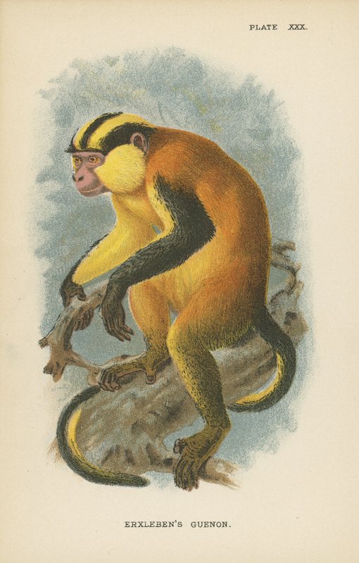 Erxlebens Guenon alkotó: English School