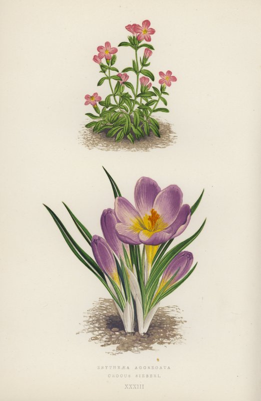 Erythraea Aggregata; Crocus Sieberi (színes litho) alkotó: English School