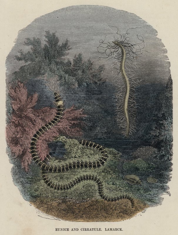 Eunice és Cirratule, Lamarck (színes metszet) alkotó: English School