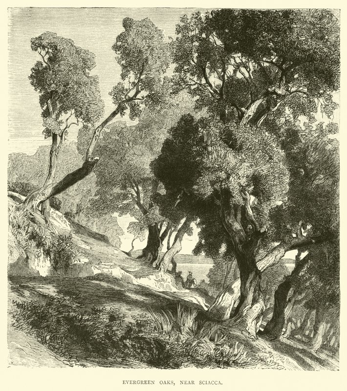 Evergreen Oaks, Sciacca közelében alkotó: English School
