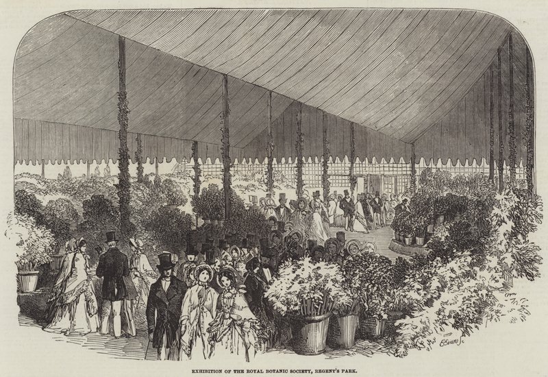 A Royal Botanic Society kiállítása, Regent