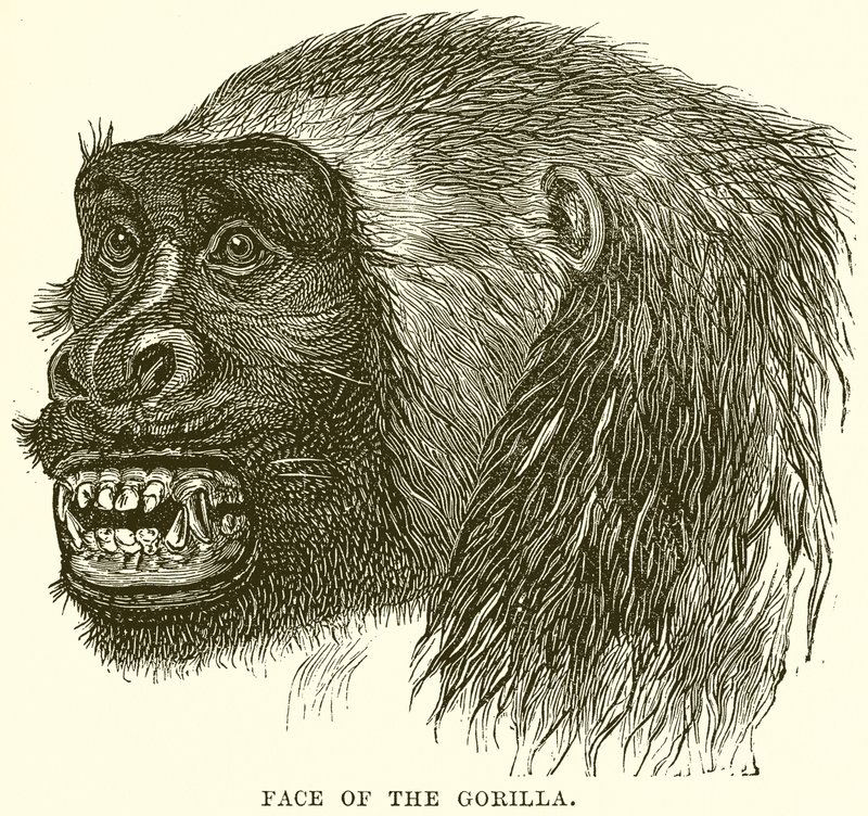 A Gorilla arca alkotó: English School