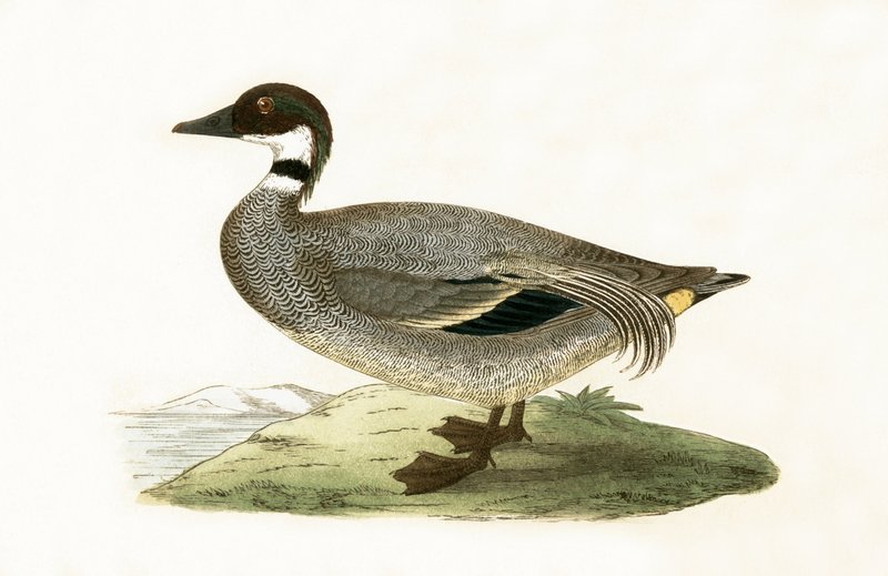 Hamisított kékeszöld, Charles Robert Bree (1811-86) 1867-ben megjelent „A History of the Birds of the European Birds Not Observed in the British Isles” című könyvéből. alkotó: English School