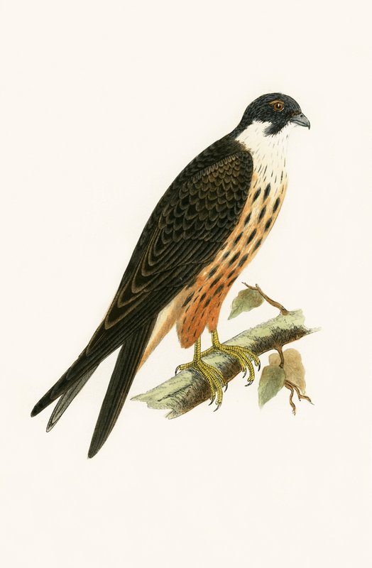 Falco Eleonorae, illusztráció Charles Robert Bree (1811-86) „Európa madarainak története, amelyeket nem figyeltek meg a Brit-szigeteken” című művéből, 1867. alkotó: English School