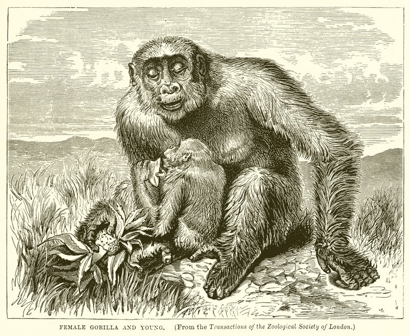 Gorilla nőstény és fiatal alkotó: English School