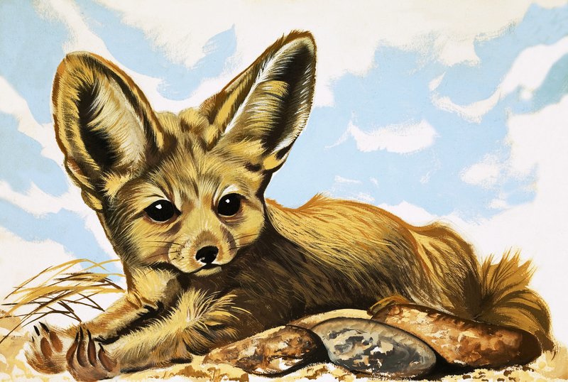 Fennec alkotó: English School