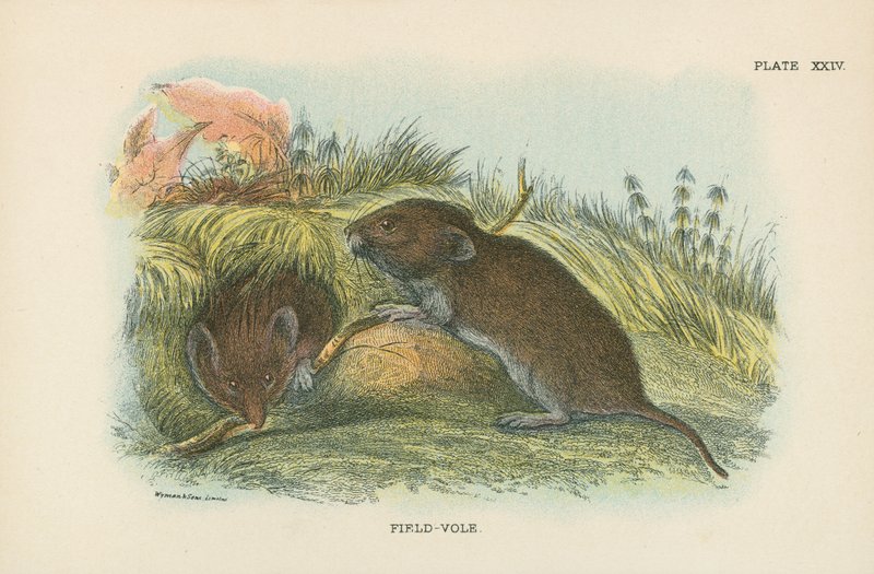 Field-Vole alkotó: English School