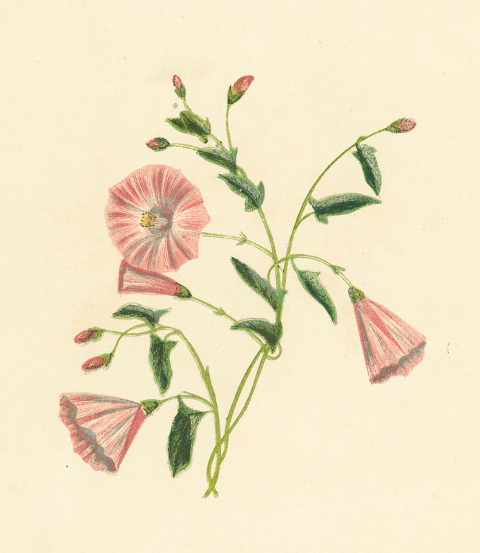 Convolvulus Arvensis, Convolvulus Arvensis (színes litográfia) alkotó: English School