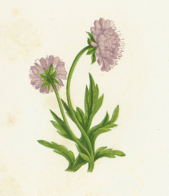 Field Knautia, Knautia Arvensis alkotó: English School