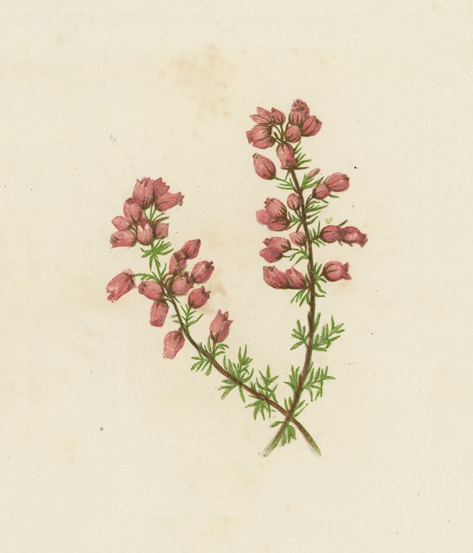 Finomlevelű füzes, Erica Cinerea (színes litográfia) alkotó: English School