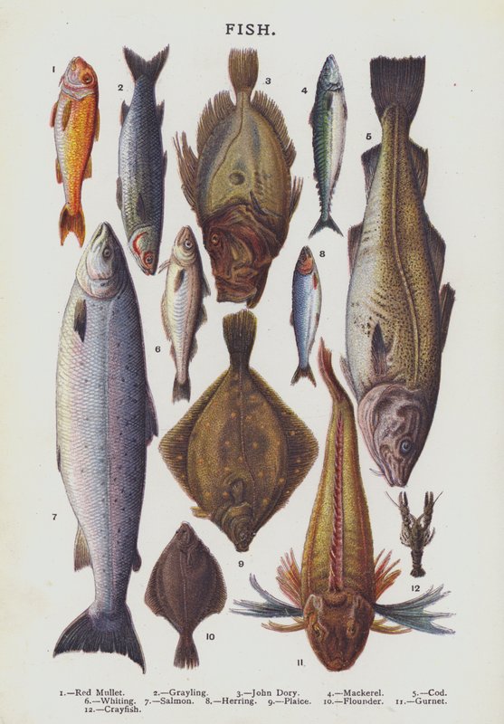 Hal (chromolitho) alkotó: English School