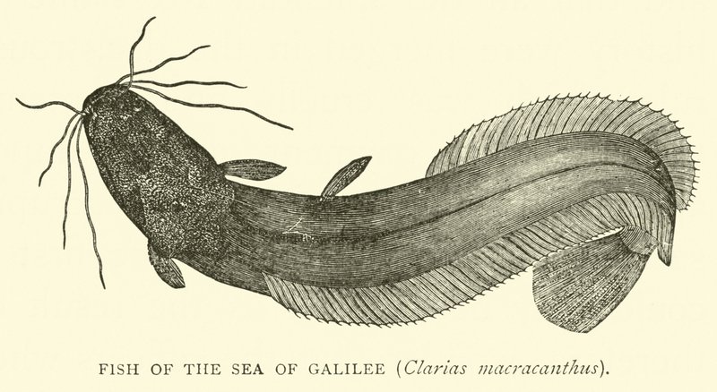 A Galileai-tenger hala, Clarias macracanthus alkotó: English School