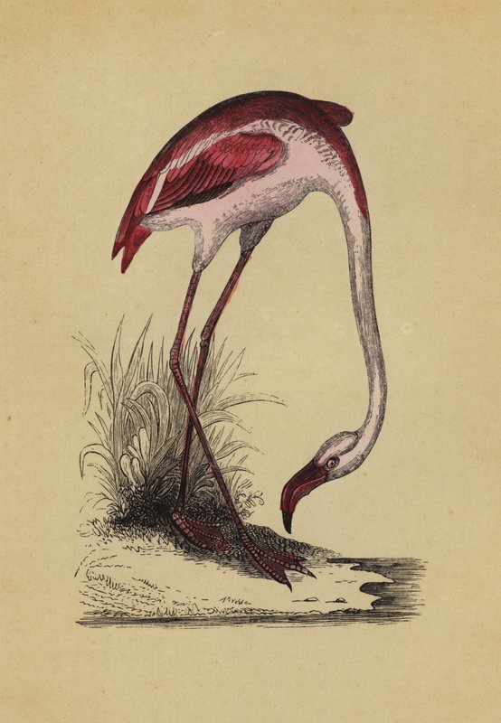 Flamingó (színes litó) alkotó: English School