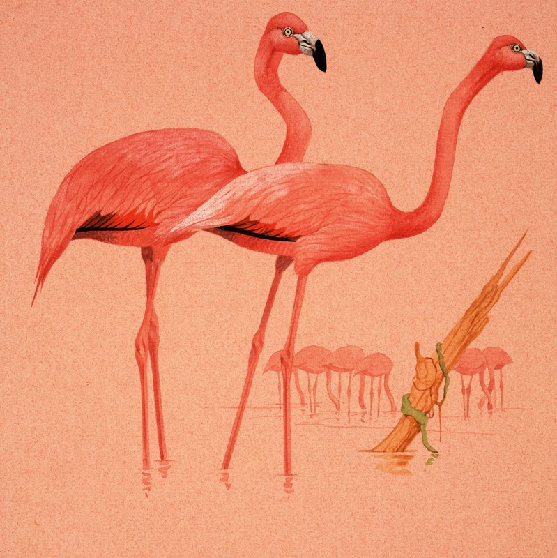 Flamingók alkotó: English School