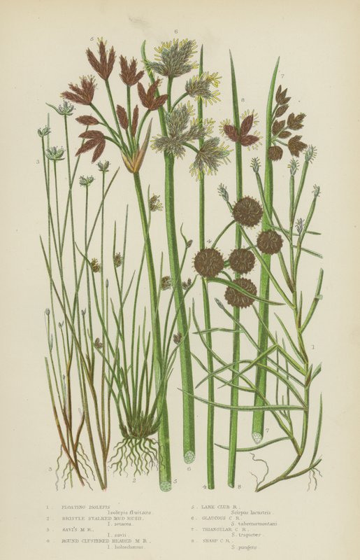 Lebegő Isolepis, Sörteszárú iszapkóró, Savi