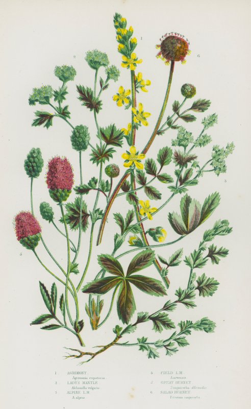 Nagy-Britannia virágos növényei: Agrimony, Lady