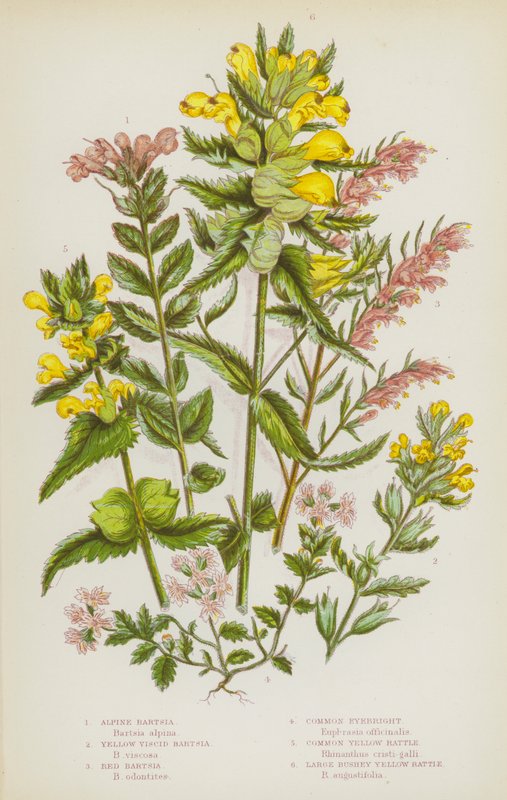 Nagy-Britannia virágos növényei: alpesi bartsia, sárga viscid bartsia, vörös bartsia, közönséges szemfényvesztő, közönséges sárga csörgő, nagy bokros sárga csörgő (színes litho) alkotó: English School