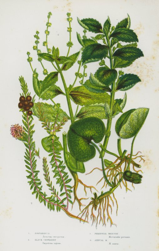 Nagy-Britannia virágos növényei: Asarabacca, fekete varjúhám, évelő higany, egynyári higany (színes litho) alkotó: English School