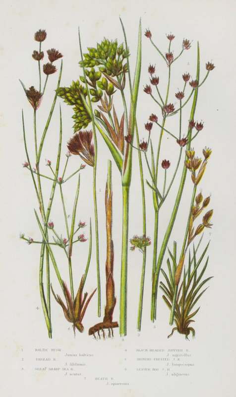 Nagy-Britannia virágos növényei: Baltic Rush, Thread Rush, Great Sharp Sea Rush, Black headed Jointed Rush, Shining Fruited Jointed Rush, Lesser Bog Jointed Rush, Heath Rush (színes litho) alkotó: English School