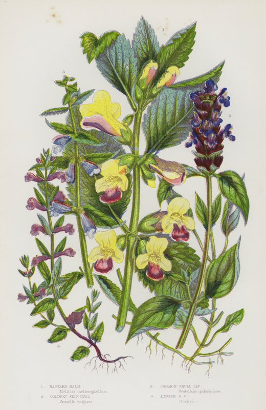 Nagy-Britannia virágos növényei: Bastard Balm, Common Self Heal, Common Skull Cap, Lesser Skull Cap (színes litho) alkotó: English School