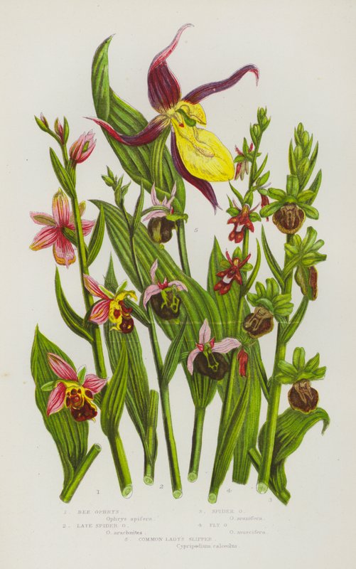 Nagy-Britannia virágzó növényei: Ophrys, Spider Ophrys, Spider Ophrys, Fly Ophrys, Common Lady