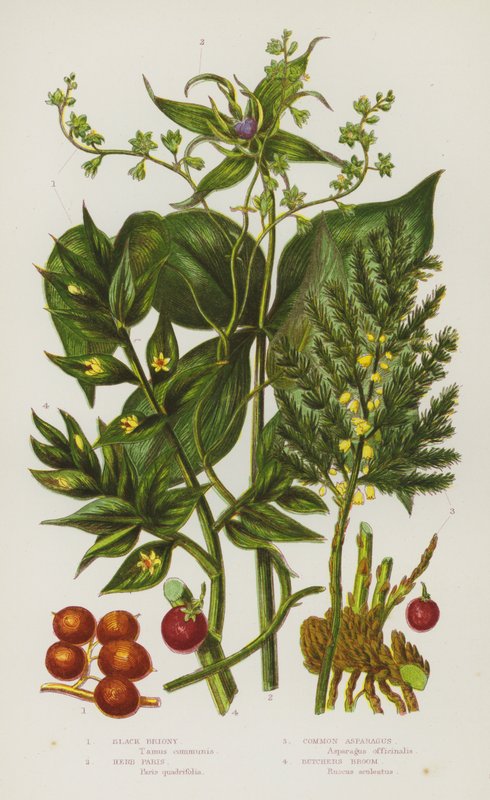 Nagy-Britannia virágos növényei: Black Briony, Herb Paris, Common Asparagus, Butchers Broom (színes litho) alkotó: English School