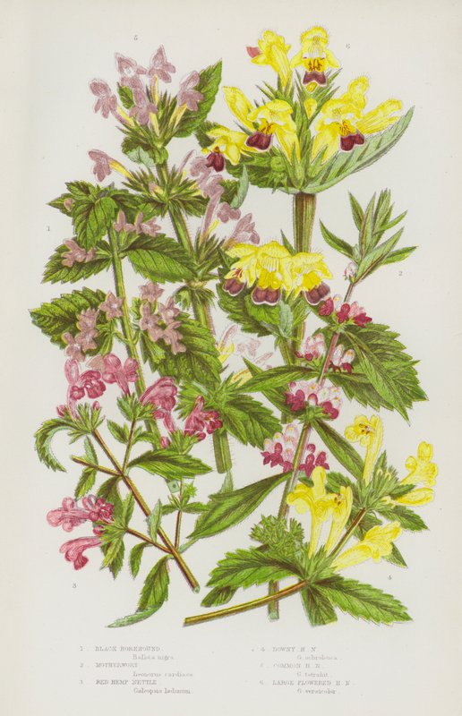 Nagy-Britannia virágzó növényei: Kender csalán, Kender csalán, Kender csalán, Kender csalán, Kender csalán, Nagy virágú kender csalán (színes litográfia) alkotó: English School