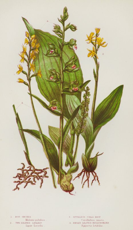 Nagy-Britannia virágos növényei: Bog Orchis, Two Leaved Liparis, Spurless Coral Root, Broad Leaved Helleborine (színes litho) alkotó: English School