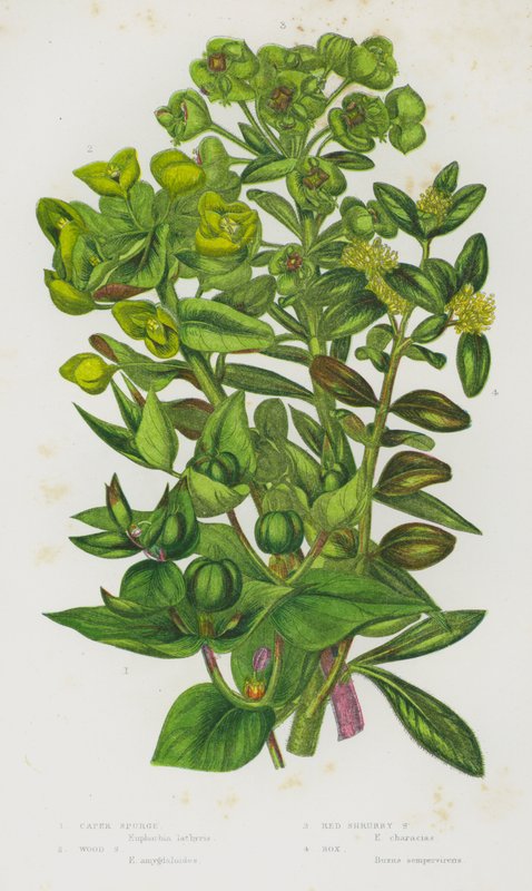 Nagy-Britannia virágos növényei: Caper Spurge, Wood Spurge, Red Shrubby Spurge, Box (színes litho) alkotó: English School