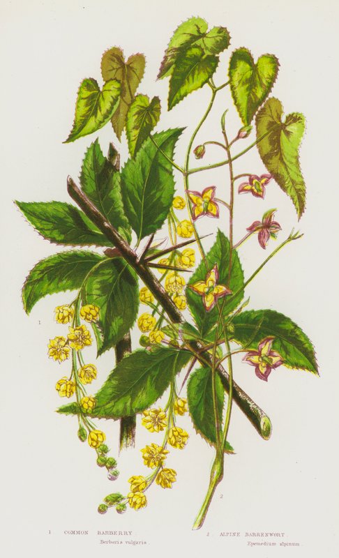 Nagy-Britannia virágos növényei: közönséges borbolya, alpesi meddő (színes litho) alkotó: English School