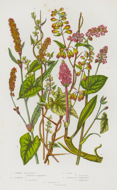 Nagy-Britannia virágos növényei: közönséges hajdina, hegymászó hajdina, kopóhajdina, kétéltű persicaria, foltos persicaria (színes litho) alkotó: English School