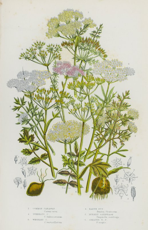 Nagy-Britannia virágos növényei: közönséges kömény, gumós kömény, örvénykömény, földimogyoró, égő kömény, nagy rózsakömény (színes litho) alkotó: English School
