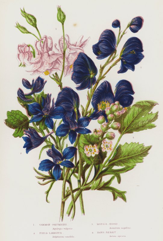 Nagy-Britannia virágos növényei: Common Columbine, Field Larkspur, Monk