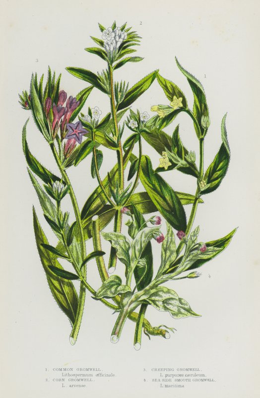 Nagy-Britannia virágos növényei: Common Gromwell, Corn Gromwell, Creeping Gromwell, Sea Side Smooth Gromwell (színes litho) alkotó: English School