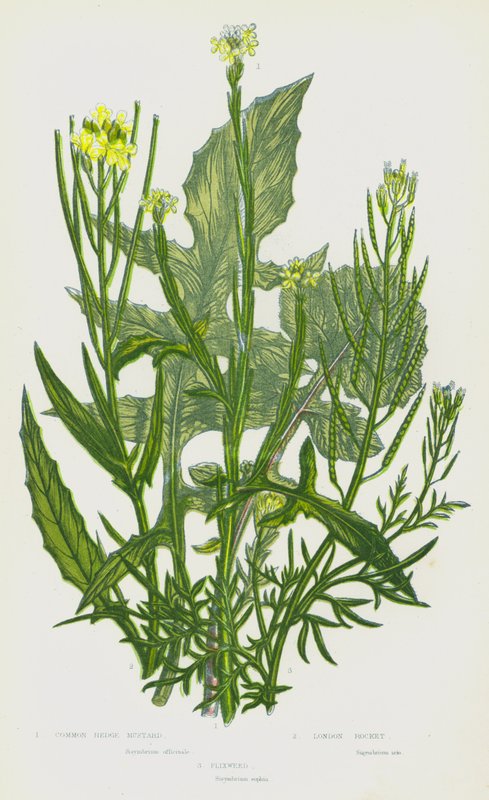 Nagy-Britannia virágzó növényei: Flixweed (színes litho) alkotó: English School