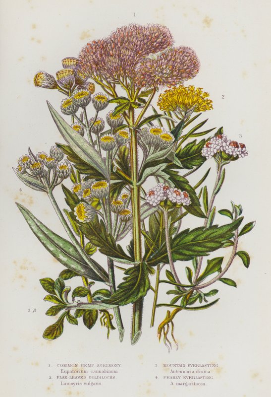 Nagy-Britannia virágos növényei: közönséges kender agrimony, lenlevelű aranyló, hegyi örök, gyöngyház (színes litho) alkotó: English School