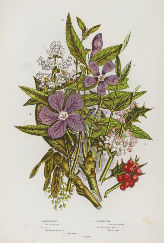 Nagy-Britannia virágos növényei: közönséges magyal, privet, közönséges kőris, kis sziklák, nagy sziklák (színes litho) alkotó: English School