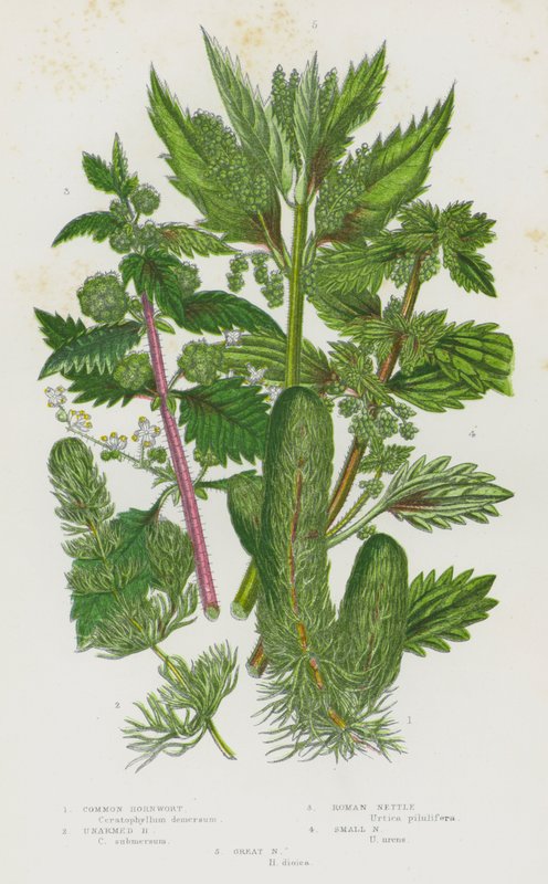 Nagy-Britannia virágos növényei: közönséges szarvasfű, fegyvertelen szarvasfű, római csalán, kis csalán, nagy csalán (színes litho) alkotó: English School