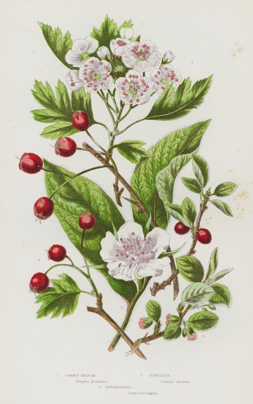 Nagy-Britannia virágos növényei: közönséges naspolya, galagonya, cotoneaster (színes litho) alkotó: English School