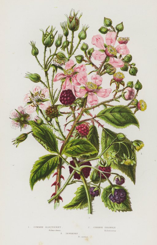 Nagy-Britannia virágzó növényei: (színes litho) alkotó: English School