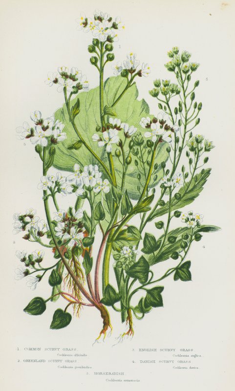 Nagy-Britannia virágos növényei: közönséges skorbutfű, grönlandi skorbutfű, angol skorbutfű, dán skorbutfű, torma (színes litho) alkotó: English School