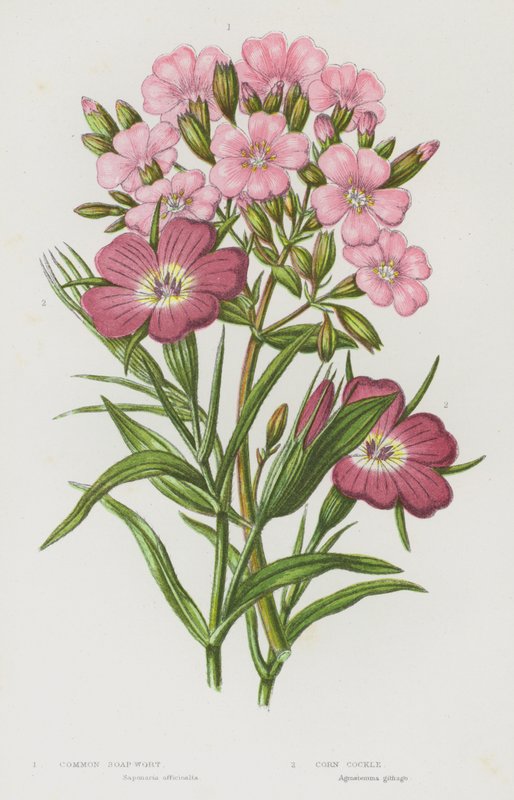 Nagy-Britannia virágzó növényei: (színes litho) alkotó: English School