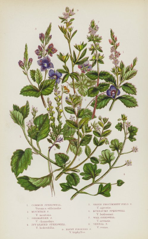 Nagy-Britannia virágos növényei: Common Speedwell, Mountain Speedwell, Germander Speedwell, Ivy-Leaved Speedwell, Green Procumbent Field Speedwell, Buxbaums Speedwell, Wall Speedwell, Vernal Speedwell, Blunt Fingered Speedwell (színes litó) alkotó: English School