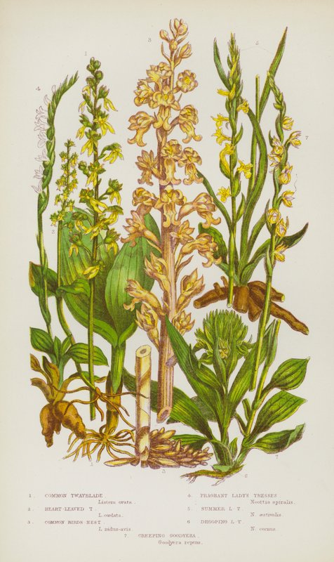 Nagy-Britannia virágos növényei: Common Twayblade, Heart-Leaved Twayblade, Common Birds-Nest, Fragrant Lady Tresses, Summer Lady Tresses, Dooping Lady Tresses, Creeping Goodyera (színes litó) alkotó: English School